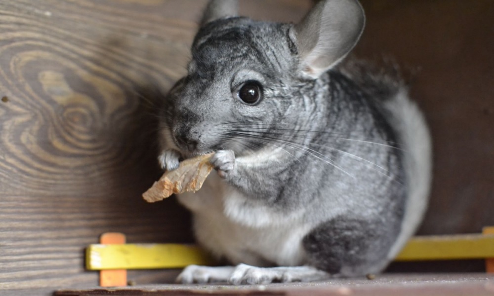 RATON гнездавая шыншылавая ферма Кракаў Радвановіцэ