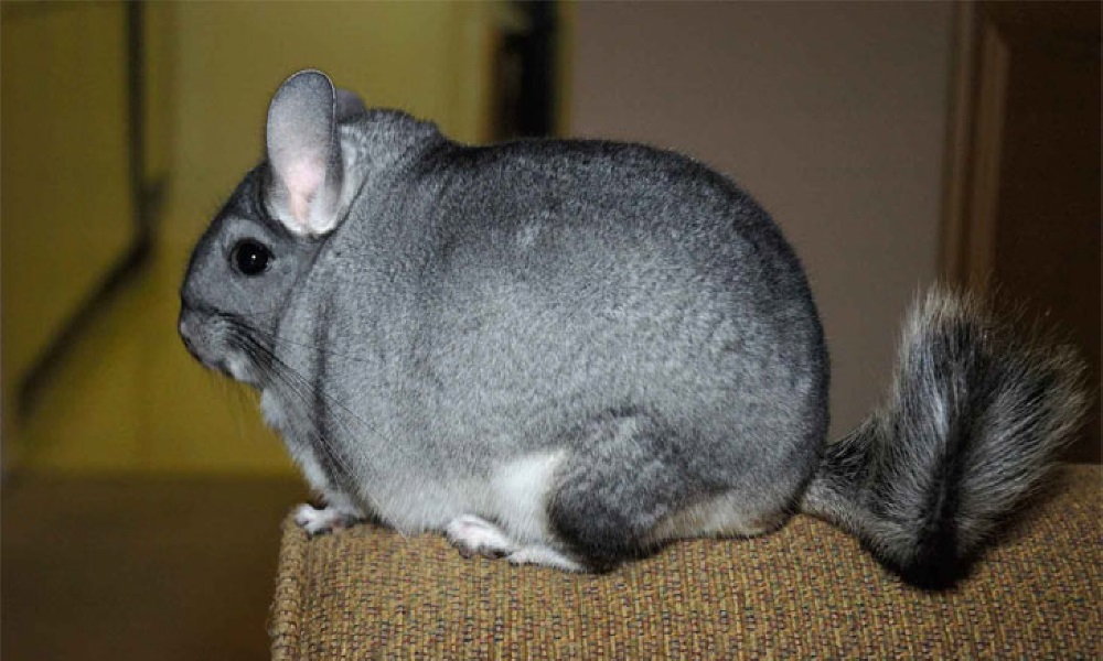 RATON гнездавая шыншылавая ферма Кракаў Радвановіцэ