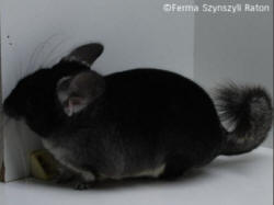 RATON гнездавая шыншылавая ферма Кракаў Радвановіцэ