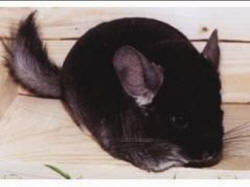 RATON гнездавая шыншылавая ферма Кракаў Радвановіцэ